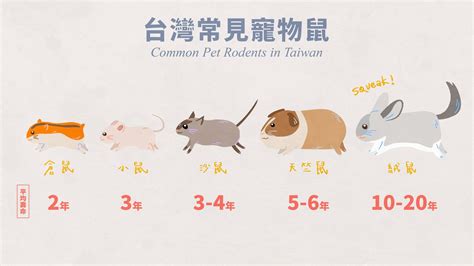 鼠類寵物|【鼠科學】鼠鼠屬於你！哪種寵物倉鼠是你的心頭好。